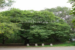 Tamarindus indica
